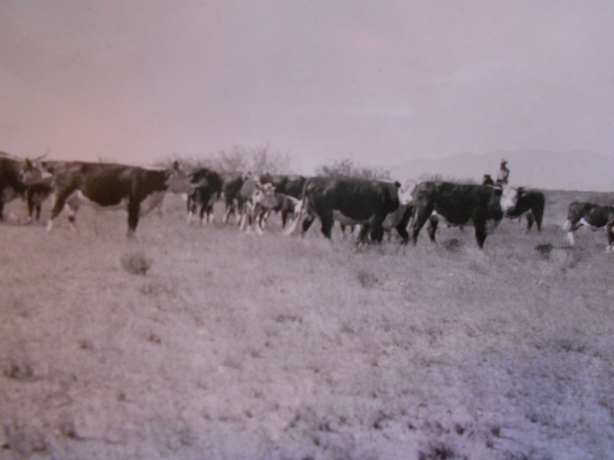 Tohono O’odham cowboy with cattle 1935. NARA. Public Domain.