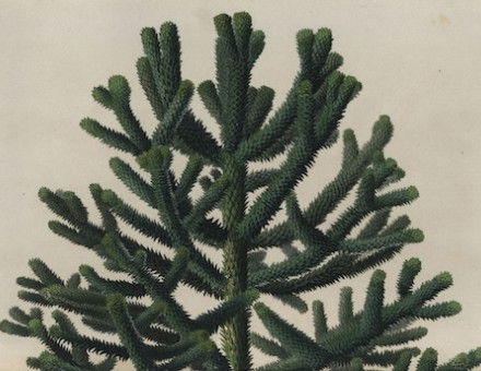 Monkey puzzle tree, from Louis van Houtte and Charles Lemaire’s Flowers of the Gardens and Hothouses of Europe, 1862-65. Florilegius/Bridgeman Images.